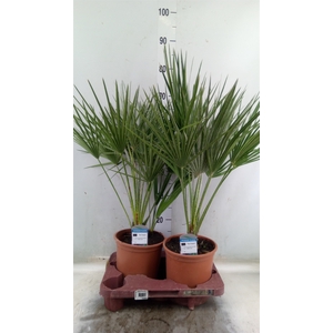 Chamaerops humilis