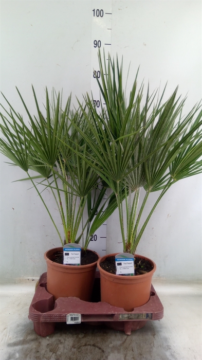 <h4>Chamaerops humilis</h4>
