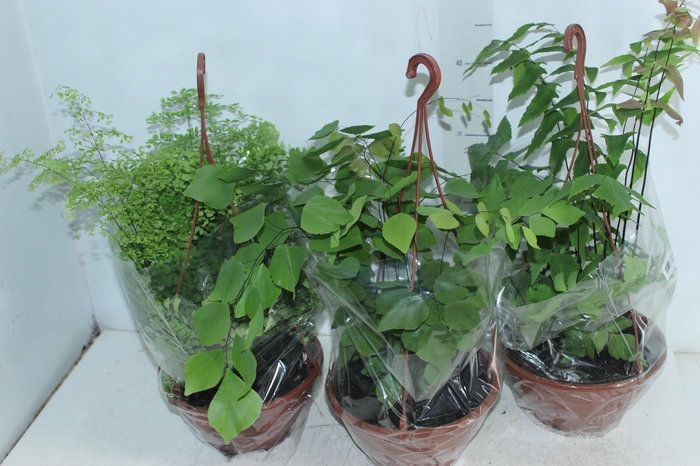 <h4>AVENCA VARIADA C21</h4>