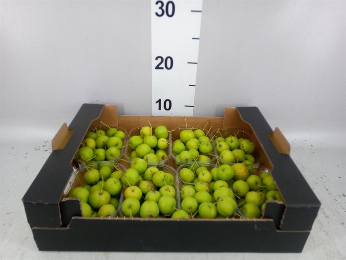 <h4>Malus   .../bak</h4>