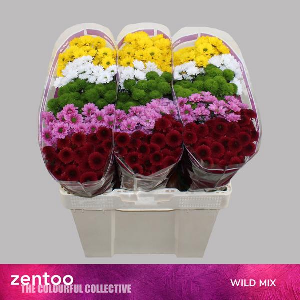 <h4>Chr San Mix Wild Zentoo</h4>