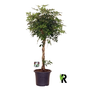 Schefflera arb. Compacta gevlochten stam