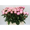 Paeonia Sarah Bernhardt
