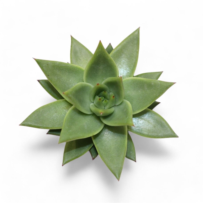 <h4>Echeveria Ov</h4>