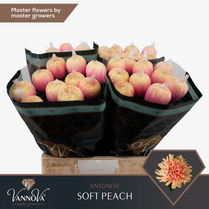 <h4>Chrysanten Chr G Antonov Soft Peach</h4>