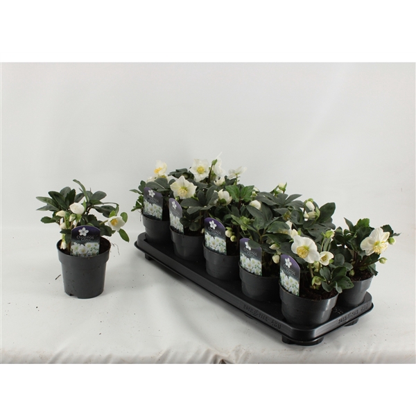 <h4>Helleborus Christmas Carol basic S+</h4>