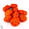 Sier Cuc Solanum Mix X4 Green