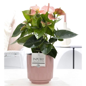 Anthurium pink (Spirit) in P&PURE Tess 2 cer. pink