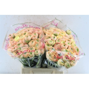 Ran Kloon Prima Tuareg