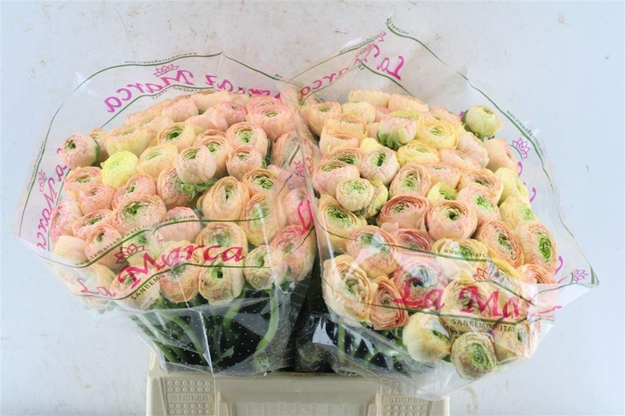 <h4>Ran Kloon Prima Tuareg</h4>