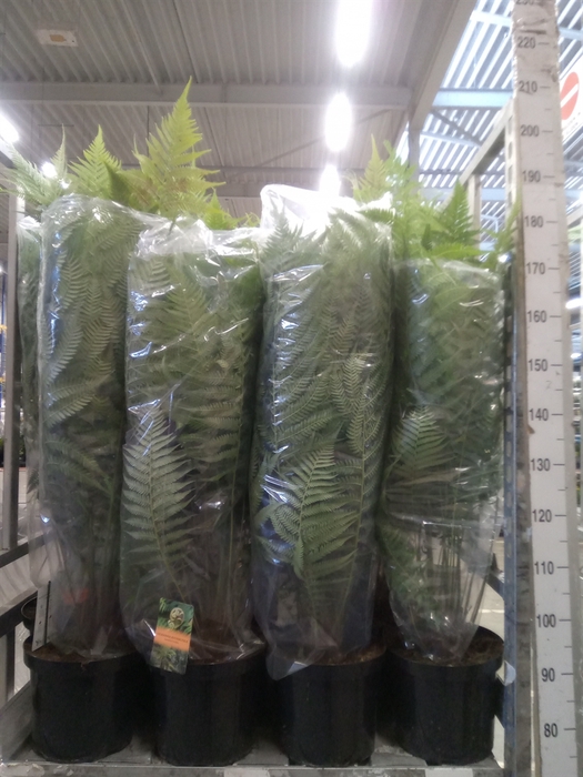 Dicksonia antarctica