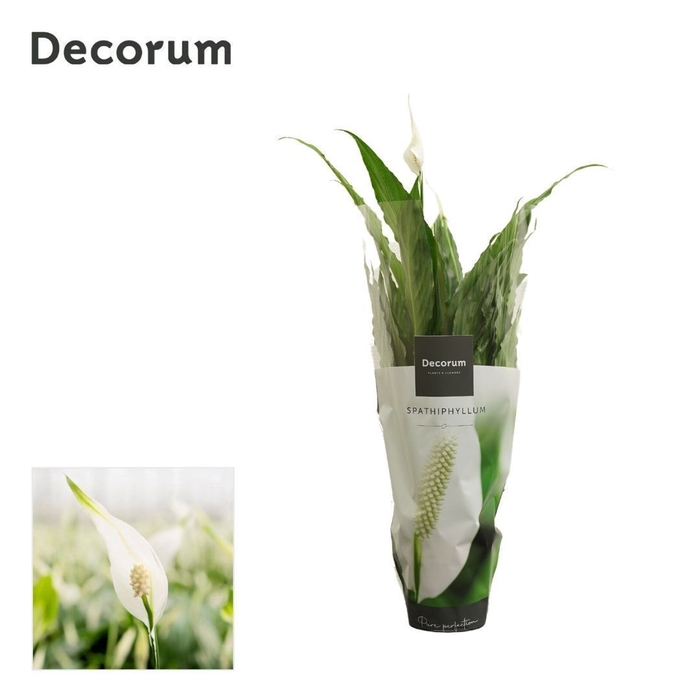 <h4>Spathiphyllum 13 cm Sweet Chico 7+ Decorum</h4>