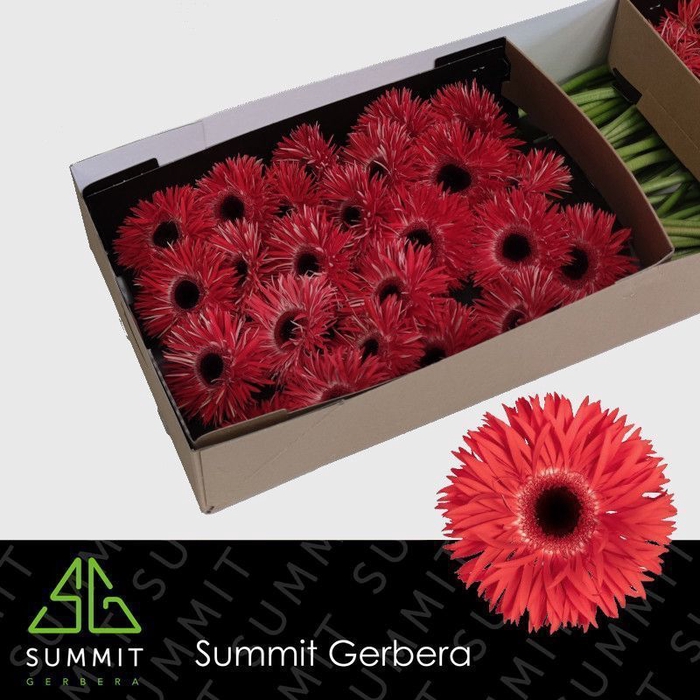 <h4>Gerbera Spider Katie Half doos</h4>