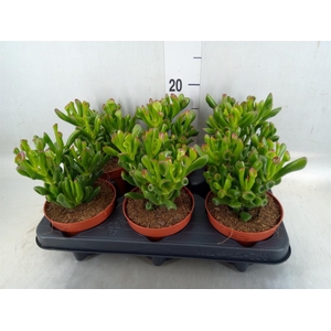 Crassula ovata 'Trompet'