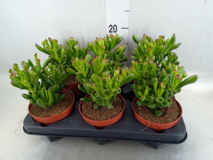 <h4>Crassula ovata 'Trompet'</h4>