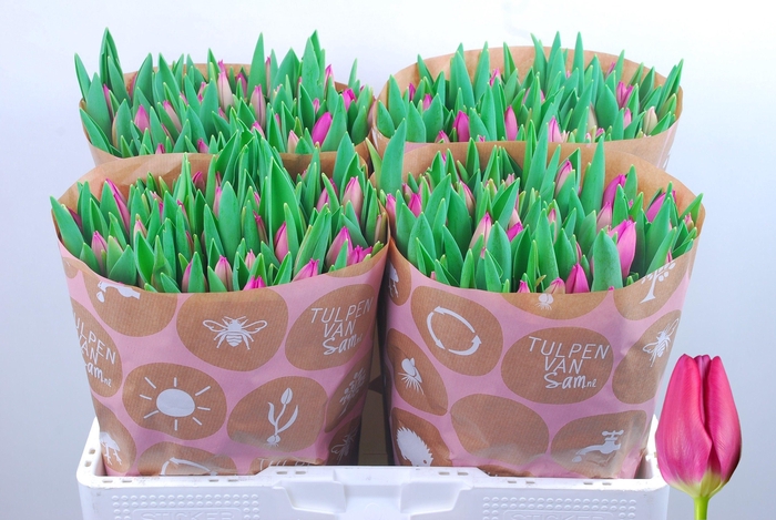 <h4>TU EN PINK ARDOUR</h4>