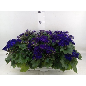 Pericallis cr. 'Senetti Blue Deep'