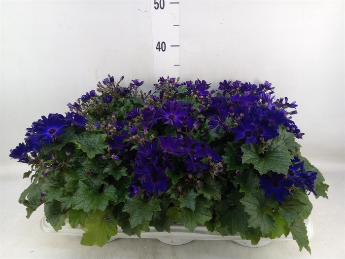 <h4>Pericallis cr. 'Senetti Blue Deep'</h4>