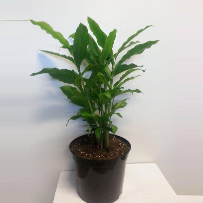 <h4>Kardemom P12</h4>