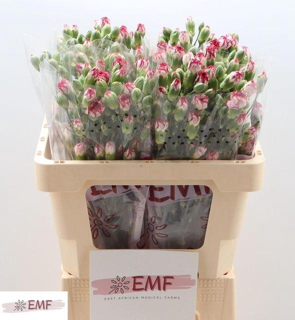 <h4>DI TR MINI BACARAT</h4>