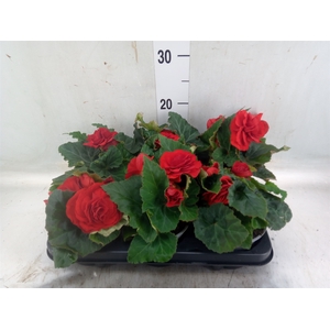Begonia