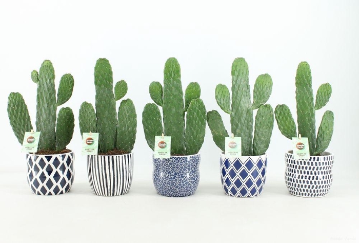 <h4>Opuntia Ru Consolea Keramiek Delft Blue</h4>