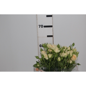 ROSA SPRAY JANA 060 CM CHAMPAGNE/CR