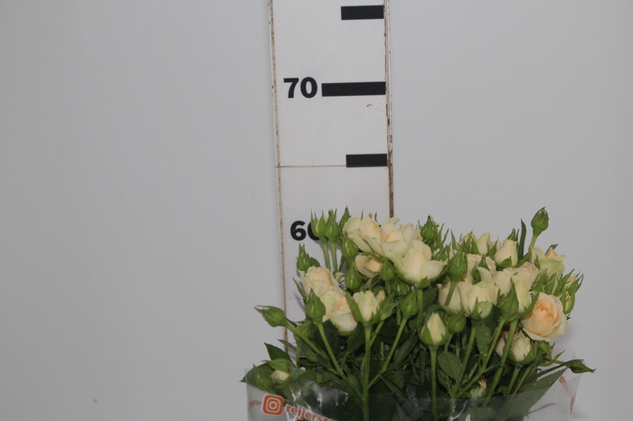 ROSA SPRAY JANA 060 CM CHAMPAGNE/CR