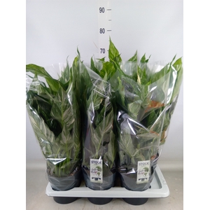 Spathiphyllum  'Diamond'