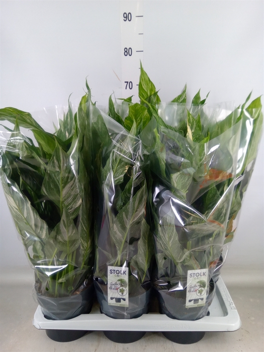 <h4>Spathiphyllum  'Diamond'</h4>