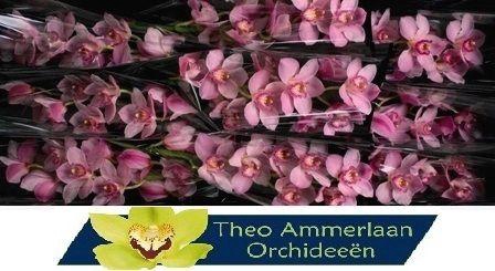 <h4>Candy King 60</h4>