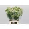 Ammi Visnaga