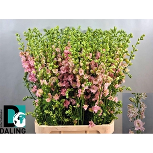 Delph Cons R Q Light Pink