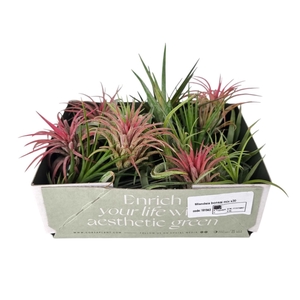 Tillandsia Bonsai mix x30 (baby)