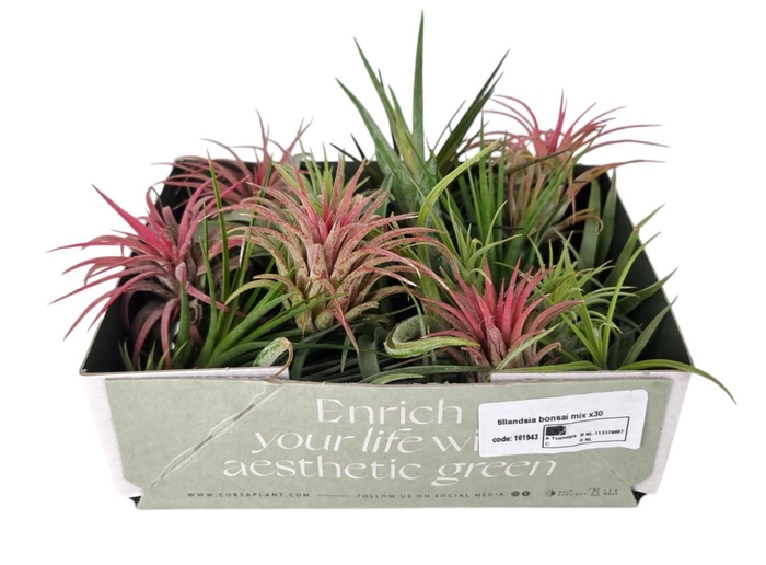 <h4>Tillandsia Ionantha Gemengd Bonsai</h4>