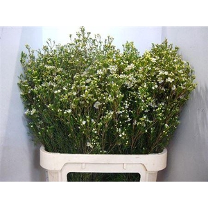 Chame Un Jupiter Moon