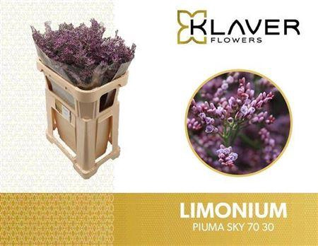 <h4>Lim Piuma Sky</h4>