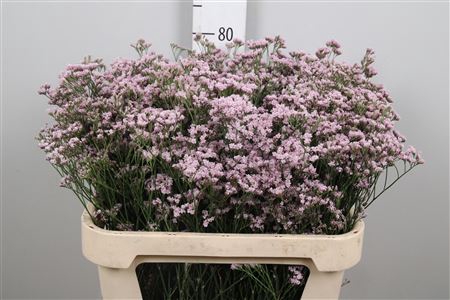 <h4>Lim Sin Tenness Pink</h4>