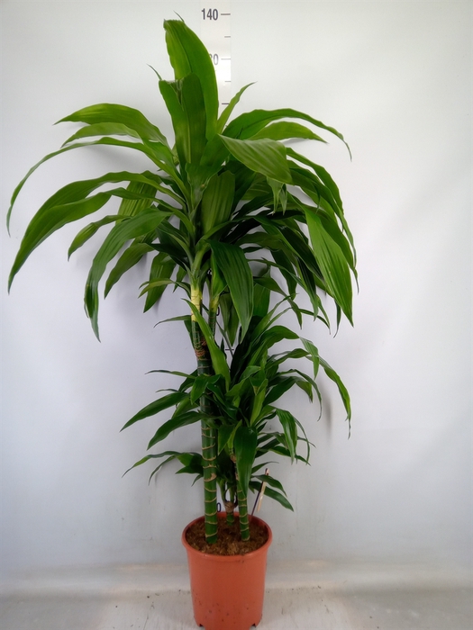 <h4>Dracaena frag. 'Janet Craig'</h4>