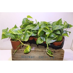 Epipr Aureum
