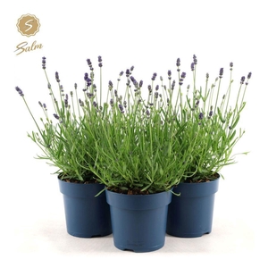 Lavandula ang. 'Felice'® Collection P15