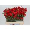 Dianthus Tr Symply Love