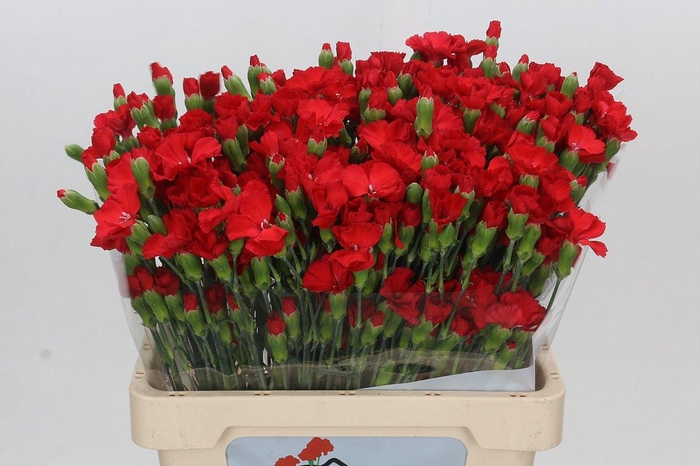 Dianthus Tr Symply Love