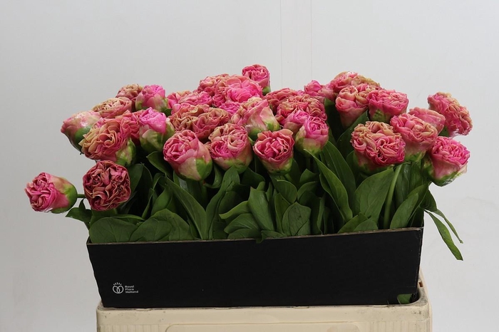 Paeonia Carnation Bouquet