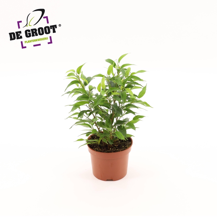 <h4>Ficus benjamina 'Natasja'</h4>