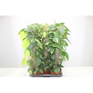 Philodendron Scandens Brasil Kratiste Stok