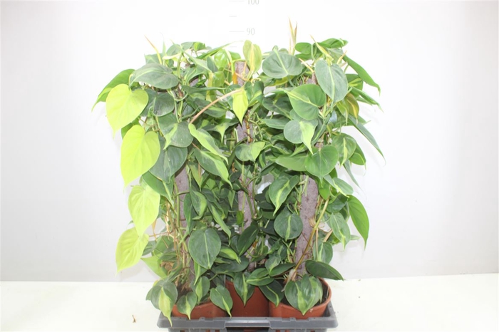 <h4>Philodendron Scandens Brasil Kratiste Stok</h4>