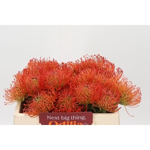 LEUCOSPERMUM CORD. 'SUCCESSION'