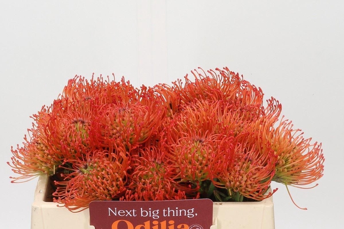 <h4>LEUCOSPERMUM CORD. 'SUCCESSION'</h4>