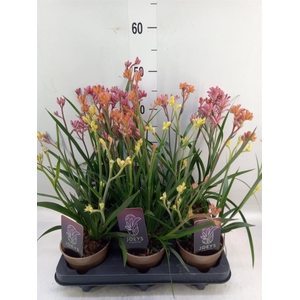 Anigozanthos   ...mix